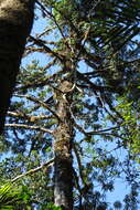 Image of Podocarpus smithii de Laub.