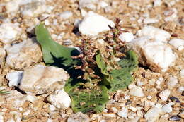 Image of Lachenalia undulata Masson ex Baker