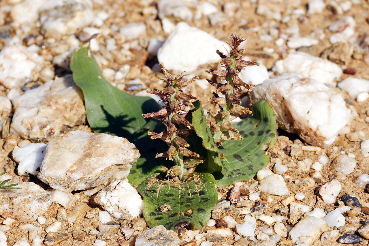 Image of Lachenalia undulata Masson ex Baker