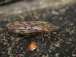 Image of Wood gnat