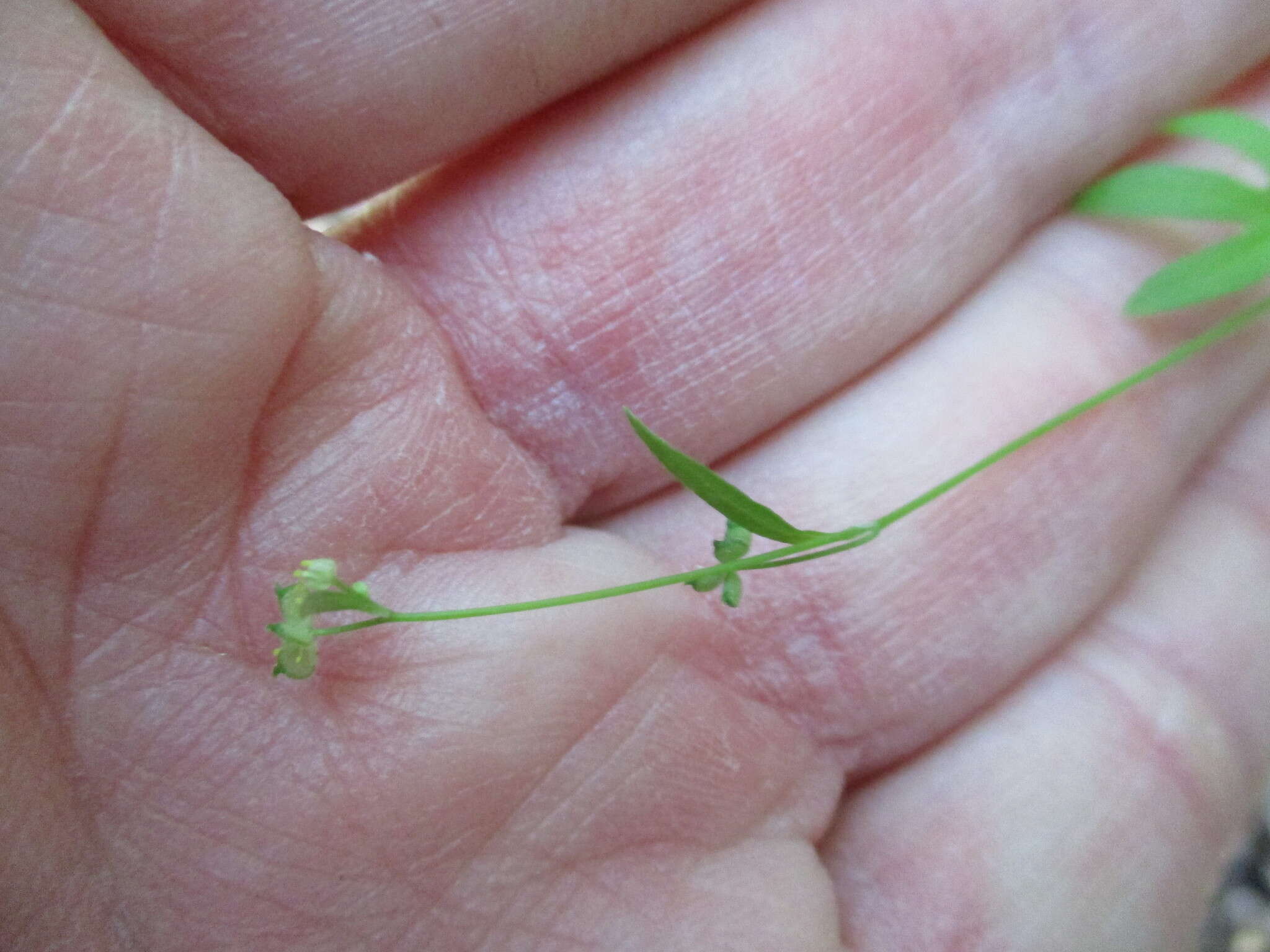 Image of delicate buttercup