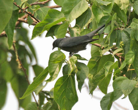 Image of Black-winged Cuckooshrike