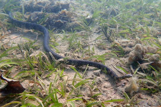 Image of Reef shallows seasnake