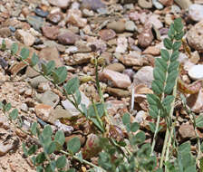 Imagem de Astragalus beckwithii Torr. & A. Gray