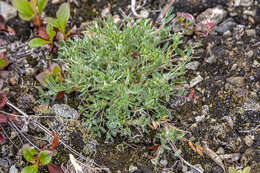 Image de Oxytropis czukotica Jurtzev