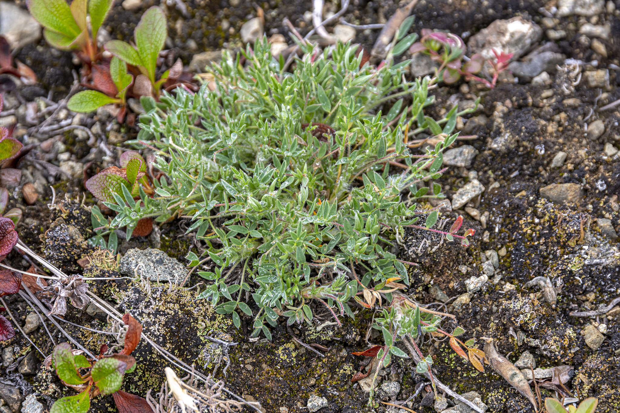 Image of Chukotka locoweed