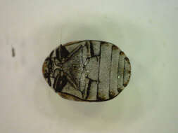 Image of Sacramento Anthicid Beetle