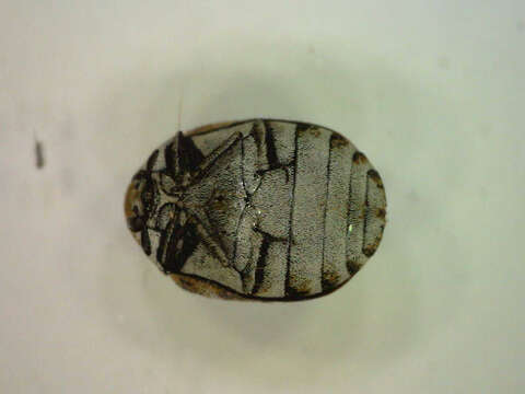 Anthrenus verbasci (Linnaeus 1767) resmi