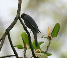 Image of Black-winged Cuckooshrike