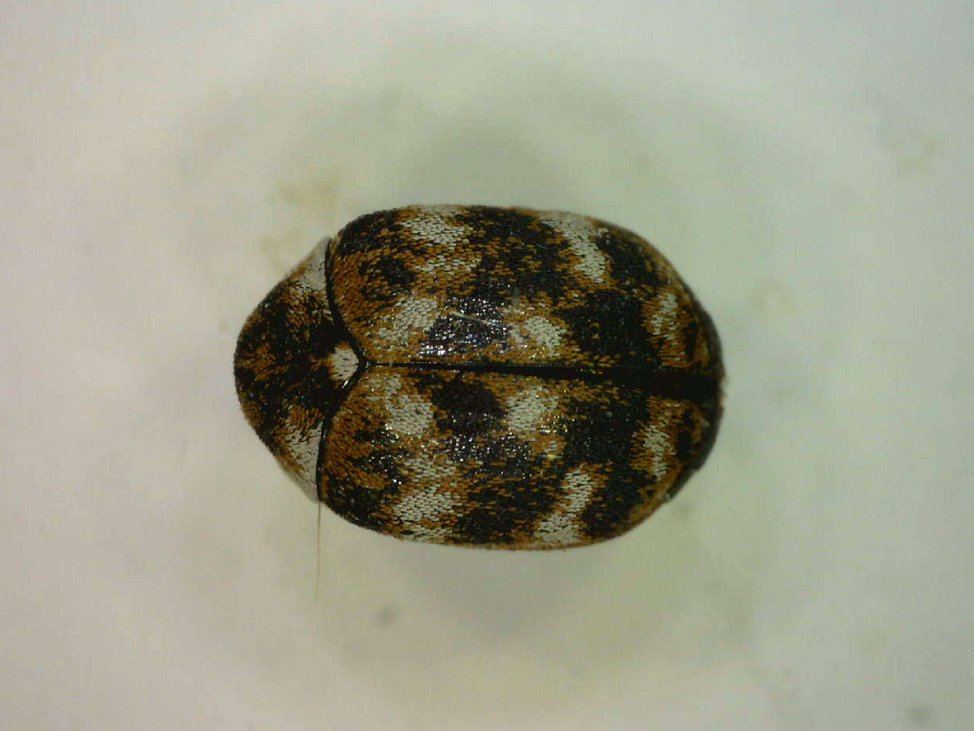 Anthrenus verbasci (Linnaeus 1767) resmi