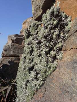 Image of Helichrysum galpinii N. E. Brown