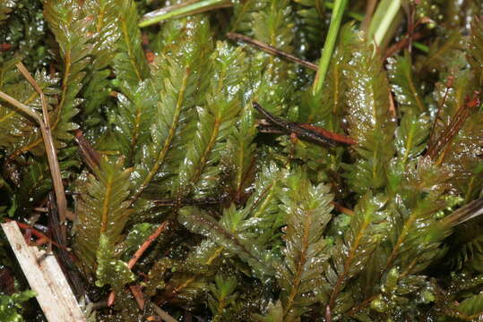 Image of Maidenhair moss