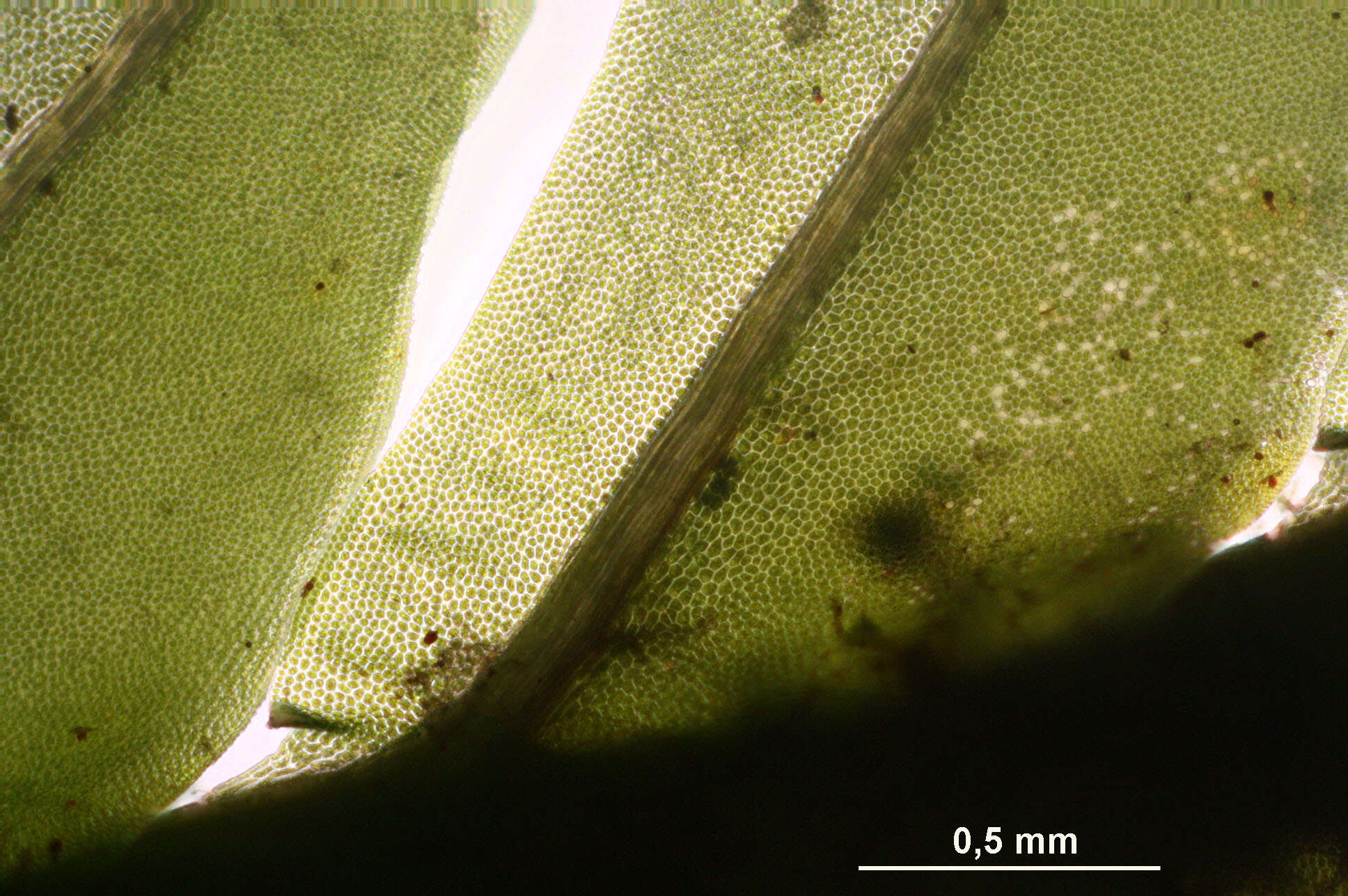 Fissidens adianthoides Hedwig 1801 resmi