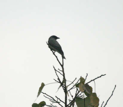 Image of Black-winged Cuckooshrike