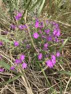 Sivun Phlox pilosa subsp. longipilosa (Waterf.) Locklear kuva