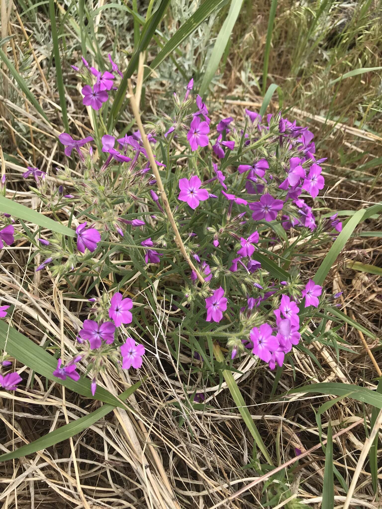 Sivun Phlox pilosa subsp. longipilosa (Waterf.) Locklear kuva