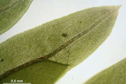 Image of Maidenhair moss