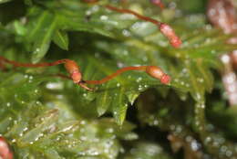 Image of Maidenhair moss