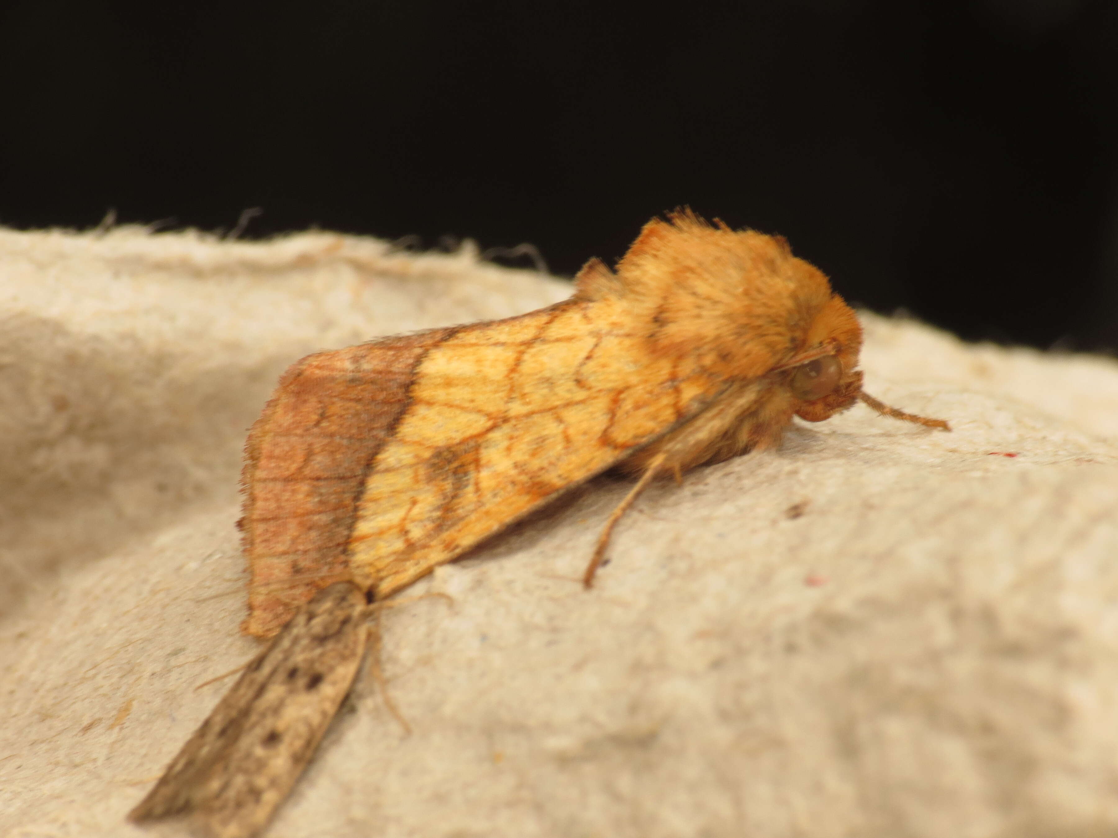 Image of bordered sallow