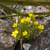 Image de Sebaea sulphurea Schltdl.