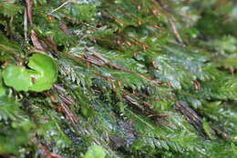 Image of Maidenhair moss