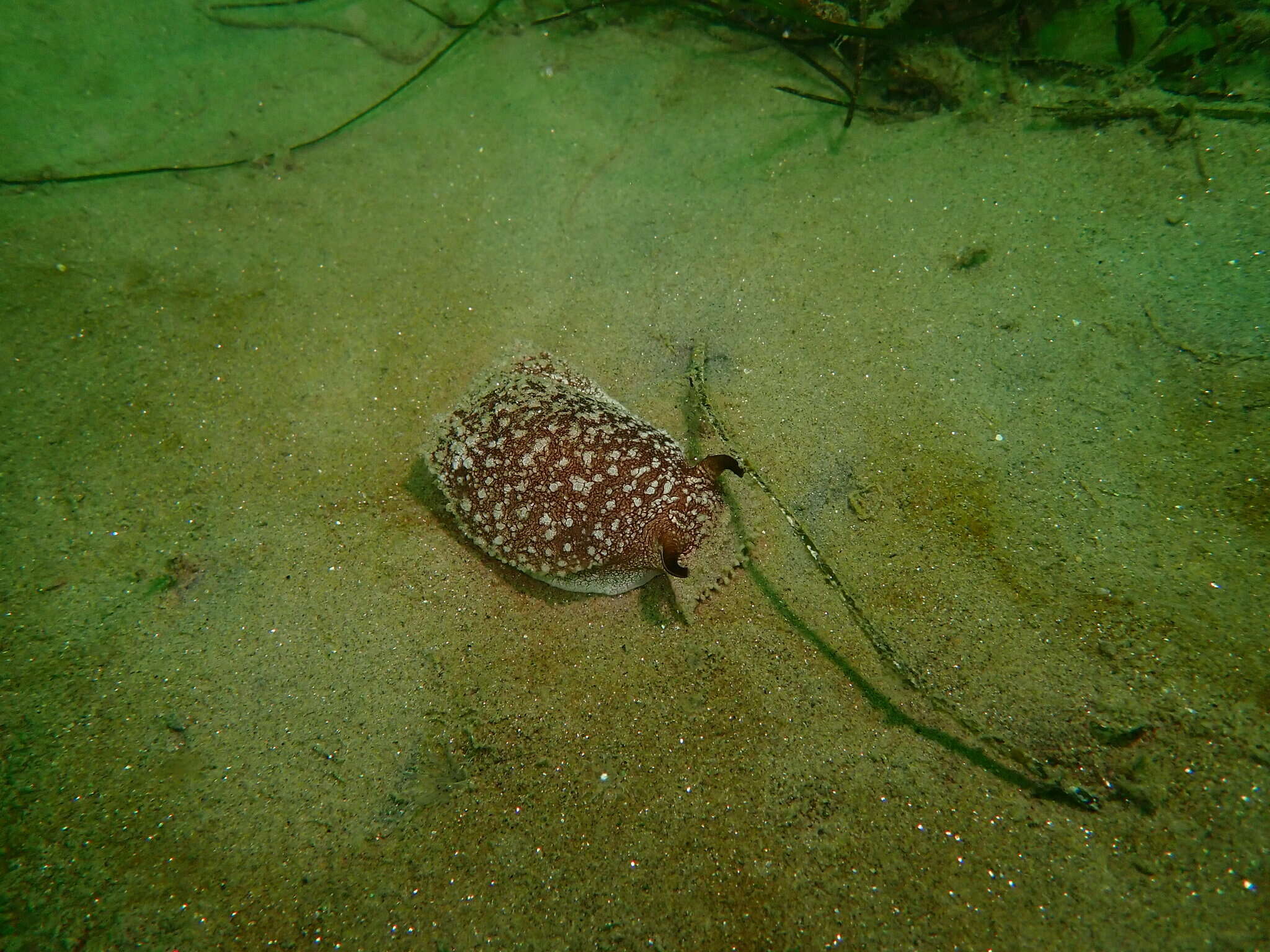 Pleurobranchaea californica MacFarland 1966 resmi