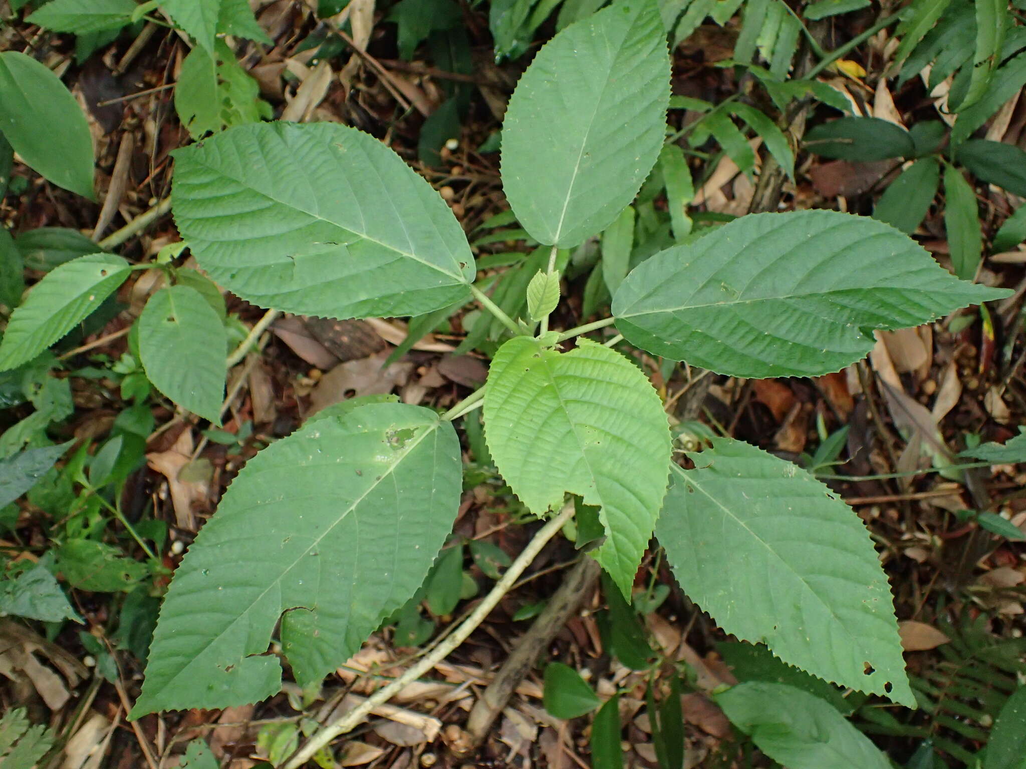 Image of Dendrocnide meyeniana (Walp.) Chew