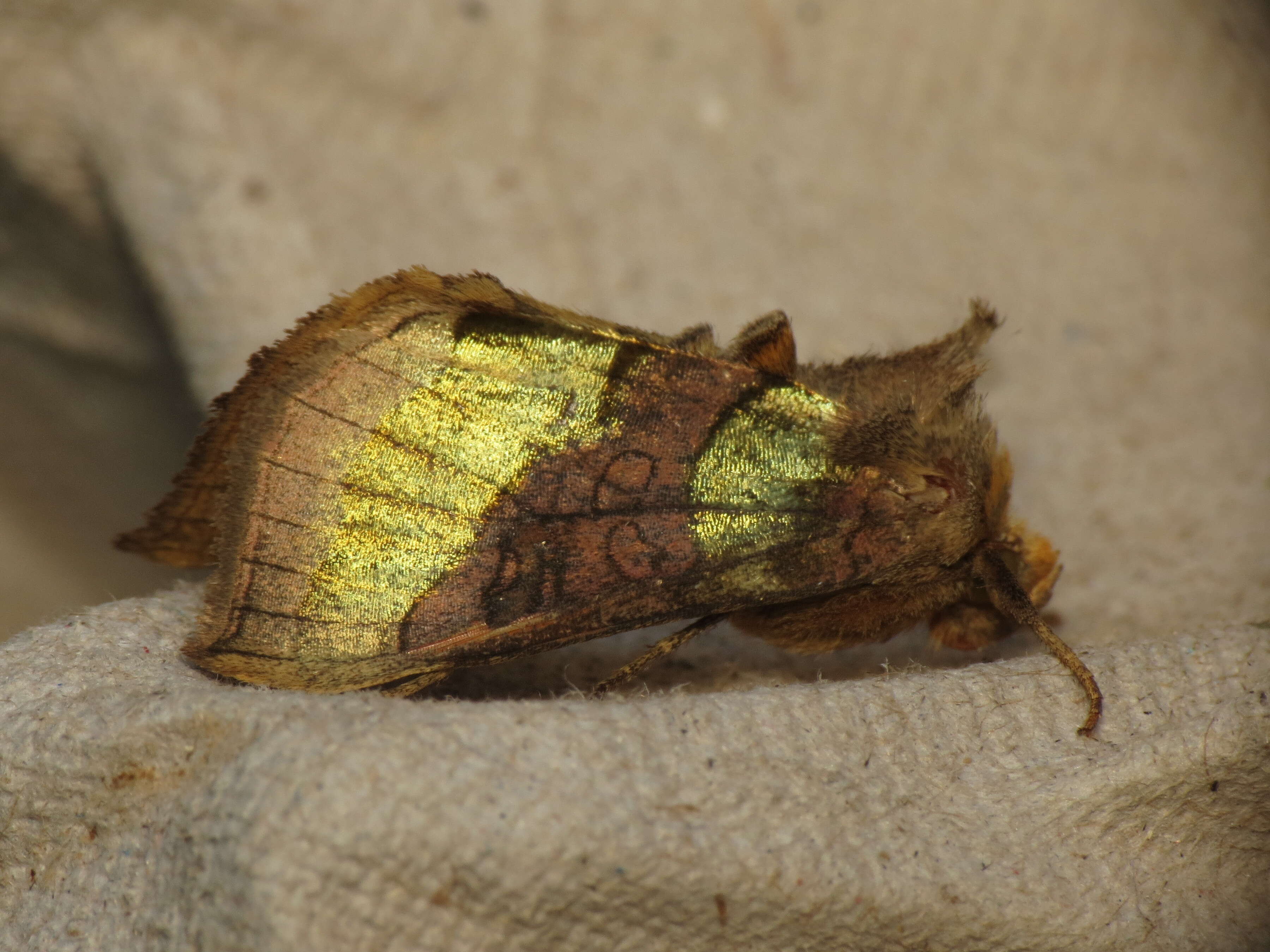 Image of burnished brass