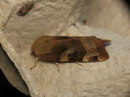 Image of broad-bordered yellow underwing