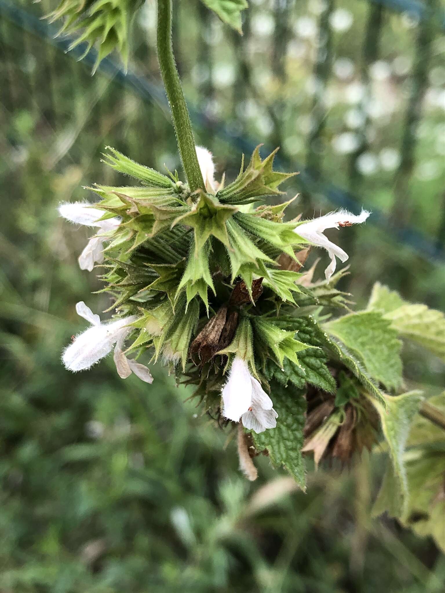 Image of black horehound