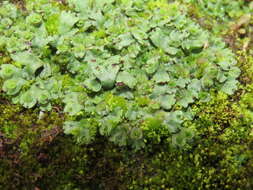 Image of Marchantia emarginata Reinw., Blume & Nees