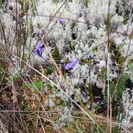 Image of Burmannia stuebelii Hieron. & Schltr.