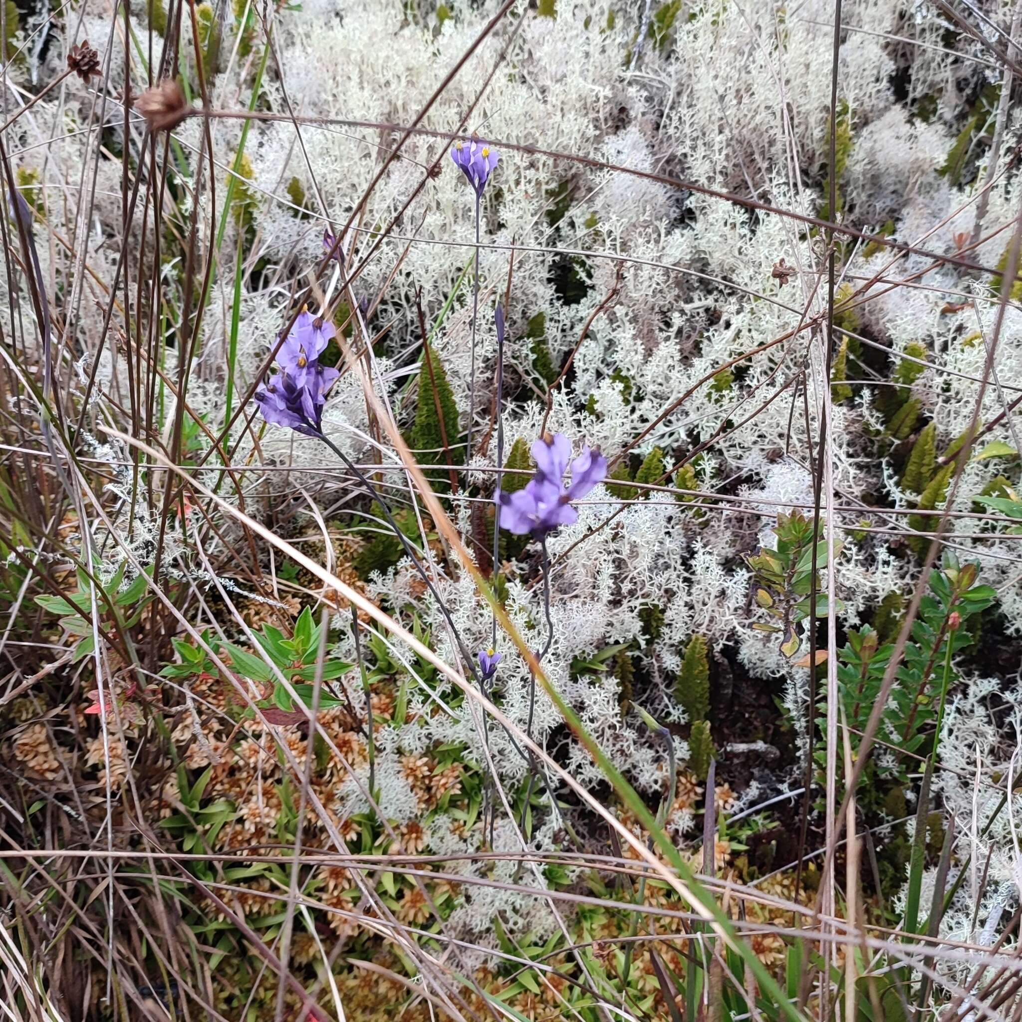 Image of Burmannia stuebelii Hieron. & Schltr.