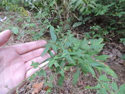 Image of panicledleaf ticktrefoil