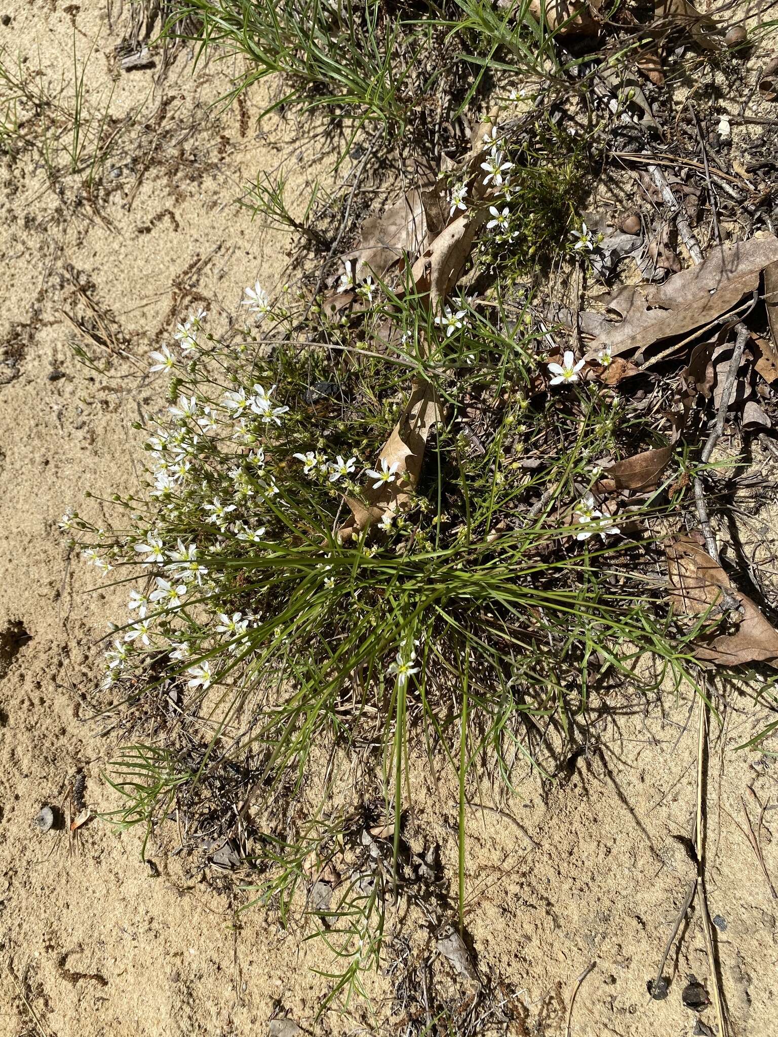 Plancia ëd Mononeuria caroliniana (Walter) Dillenb. & Rabeler