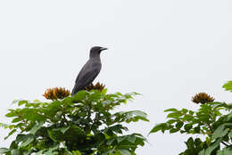 Imagem de Corvus jamaicensis Gmelin & JF 1788