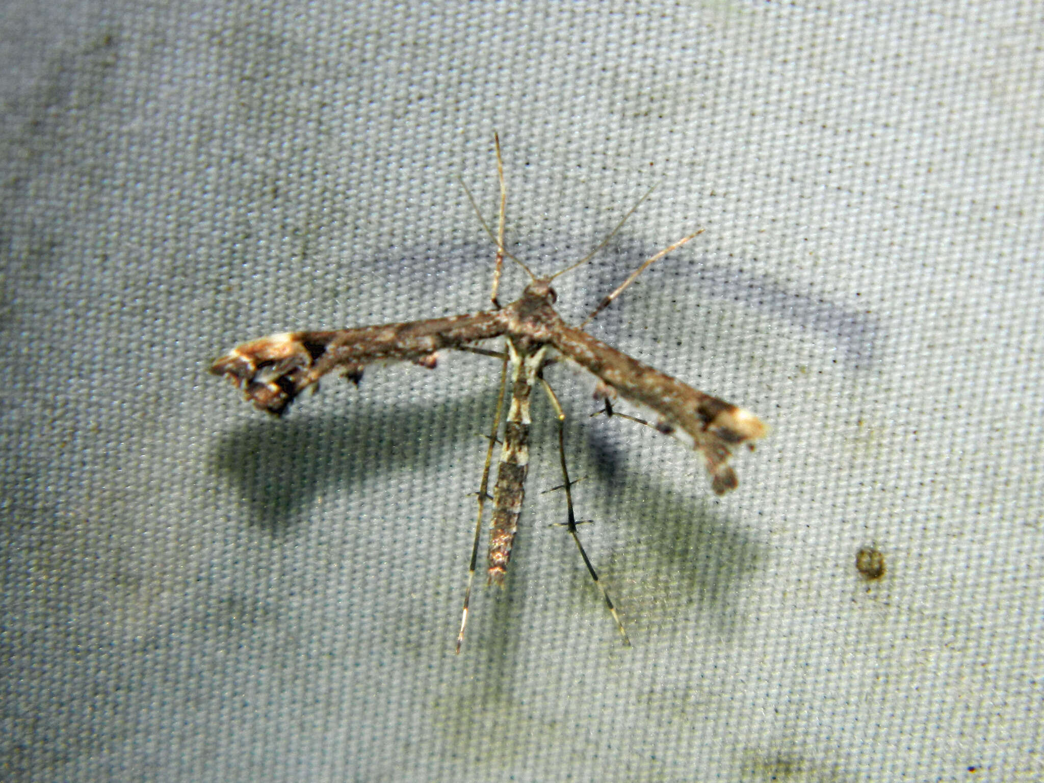 Image of Geranium Plume Moth