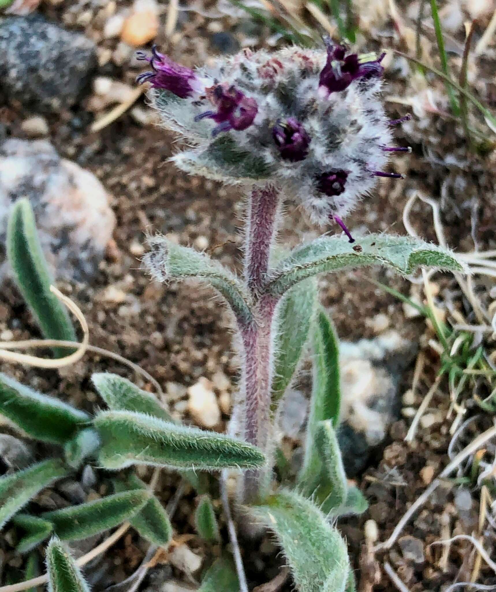 Слика од Craniospermum canescens DC.