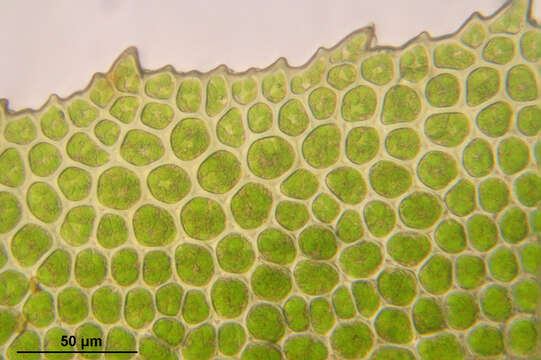 Image of Maidenhair moss