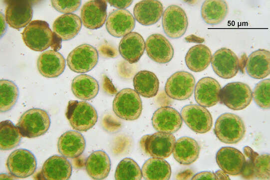 Image of Maidenhair moss