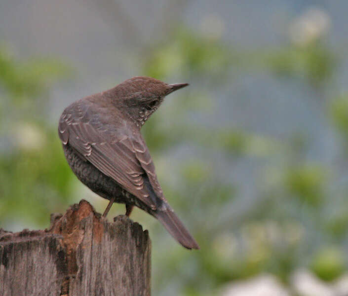 Plancia ëd Monticola solitarius (Linnaeus 1758)