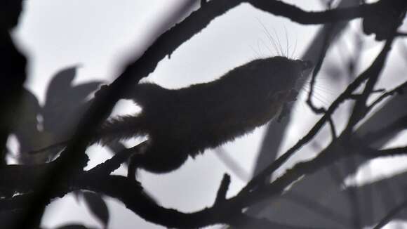 Image of Maritime Striped Squirrel