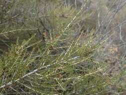 Image of Aspalathus lactea subsp. breviloba R. Dahlgren