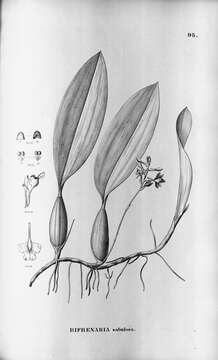 Image of Bifrenaria longicornis Lindl.