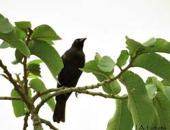 Image of Giant Cowbird