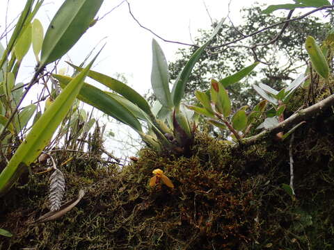 Image of rufous tiger orchid