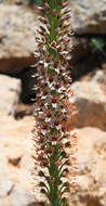 Image of Eremurus spectabilis M. Bieb.