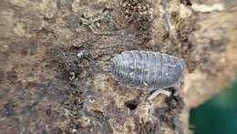 Image of Porcellio spinipennis Budde-Lund 1885