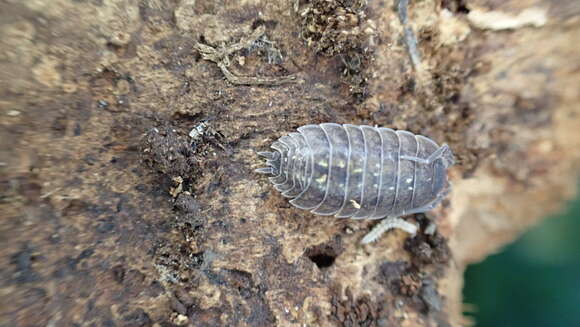 Image of Porcellio spinipennis Budde-Lund 1885