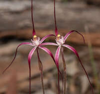 Caladenia exilis subsp. vanleeuwenii Hopper & A. P. Br.的圖片